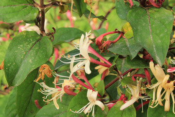 lonicera caprifolium flower macro photo