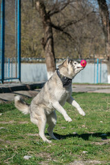 Husky dog playing outdoors with a ball