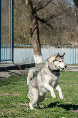 Husky dog playing outdoors with a ball