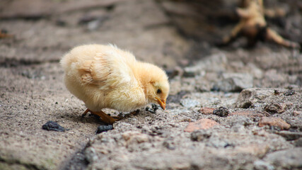 The yellow chicken bent its head down and pecks at a piece of bread from the Earth.