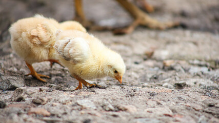 The yellow chicken bent its head down and pecks at a piece of bread from the Earth.