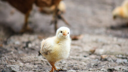 A yellow chicken stands in the middle of the yard and looks to the side.