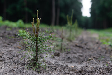 A small pine tree with new branches on the tree nursery. Planting new coniferous trees in forest. Reforestation. Ecology and environmental protection concept