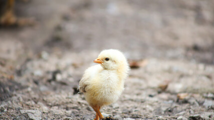 A yellow chicken stands in the middle of the yard and looks to the side.