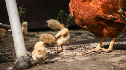 The laying hen took her chicks out for a walk and search for food.
