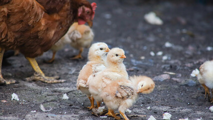 A lot of little yellow chicks run around the backyard like this and collect bread crumbs.