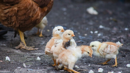 A lot of little yellow chicks run around the backyard like this and collect bread crumbs.