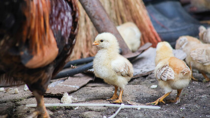 A lot of little yellow chicks run around the backyard like this and collect bread crumbs.