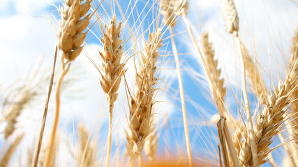 Bottom view Spikelets of golden wheat on a background of blue sky.