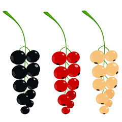 Set of currant twigs with berries. Blackcurrant, red currant and white currant isolated. Color vector illustration. Currant panicles. Bunch of currants. 