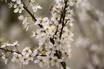 Spring waking up from winter sleep / Wiosna budząca się z zimowego snu
