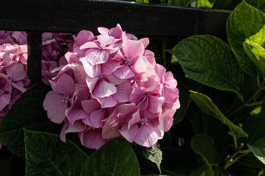 pink flower hydrangea