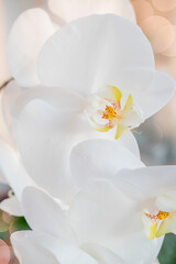 Orchid, flower background close-up. Vertical photo of a flowering phalaenopsis orchid. High quality photo