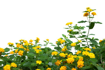 Yellow flowering shrub isolated on white background.