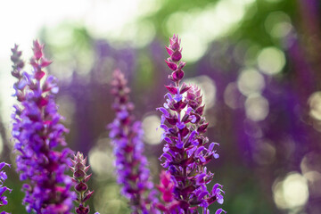 close up of lavender