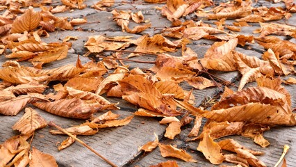 Dry autumn leaves on the sidewalk. Autumn season.