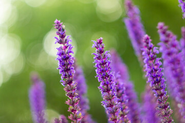 lavender close up 
