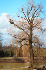 A large willow tree on the edge of a pond against a blue sky background, without leaves in spring