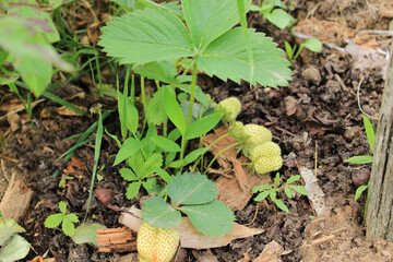 wild garden strawberry macro photo