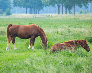 grazing horses in the meadow