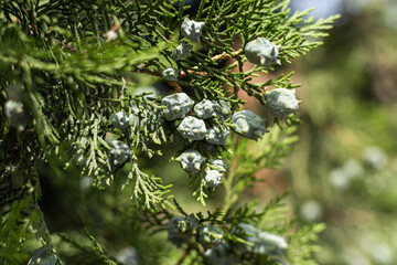 close up of a tree in the forest