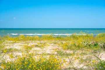 Seascape scene with yellow flowers on the beach