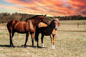 Horse farm. Horses on a horse farm. Horses graze on a horse farm.