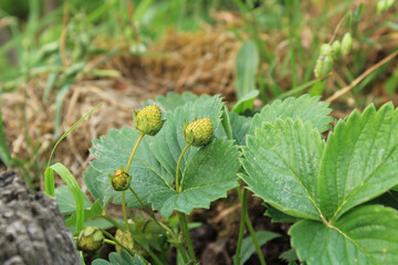 wild garden strawberry macro photo