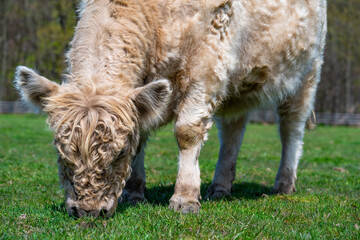 Fototapeta premium White Highland Cow. cow with long hair