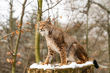 Eurasian lynx in forest habitat