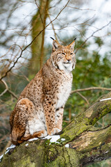 Euraziatische lynx in boshabitat