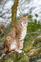 Fototapete Luchs Eurasian lynx in forest habitat