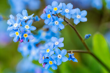 Myosotis alpestris or  Alpine forget me not flowers flowers