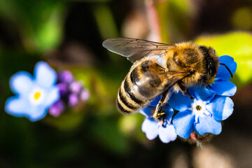 Bee on a flower collecting pollen. Honeybee gathering nectar from summer blossoms