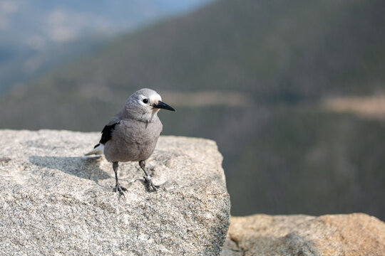 Clark's Nutcracker Bird, Rocky Mountain National Park