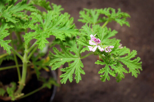 Planta de Citronela con Flores