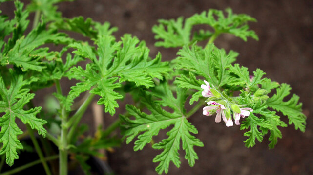 Planta de Citronela con Flores