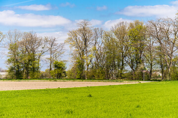 Green farmers field. Rural landscape