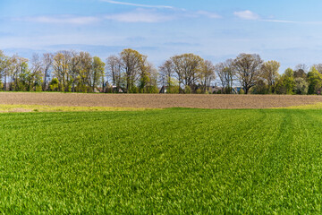Green farmers field. Rural landscape
