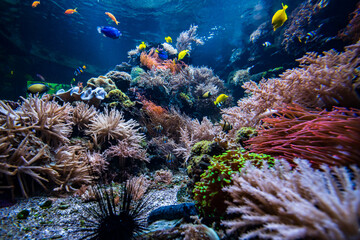 Coral colony and coral fish.  Underwater view
