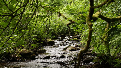 Krennerichbach bei Beuren / Prosterath