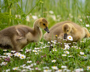 family of ducklings