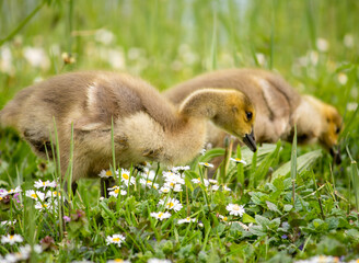 duck and ducklings