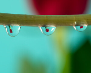 drop of water rouse 
