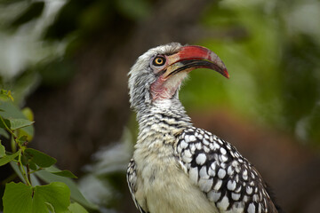 Southern red-billed hornbill (Tockus rufirostris) Moremi Game Reserve Botswana Africa