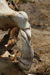 Tusk in hippopotamus skull Okavango Delta Botswana Africa