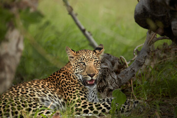 Young Leopard Moremi Game Reserve Botswana Africa