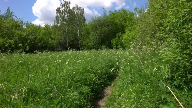 Passage along the forest glade path. 