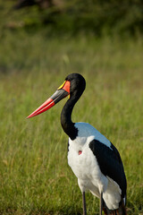 Saddle-billed Stork (Ephippiorhynchus senegalensis) Moremi Game Reserve Botswana Africa