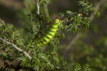 Marbled Emperor Caterpillar Ghanzi Botswana Africa Ghanzi Botswana Africa